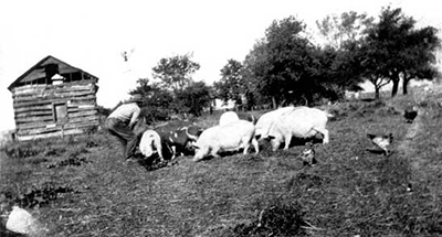 The Brackendorf brothers, born during the Civil War, raised pigs on their Northfield farm