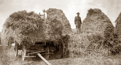Hay was a profitable crop to grow because it fed the horses